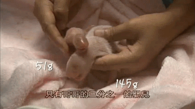 五一动图.gif