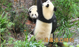 清晨活力時刻