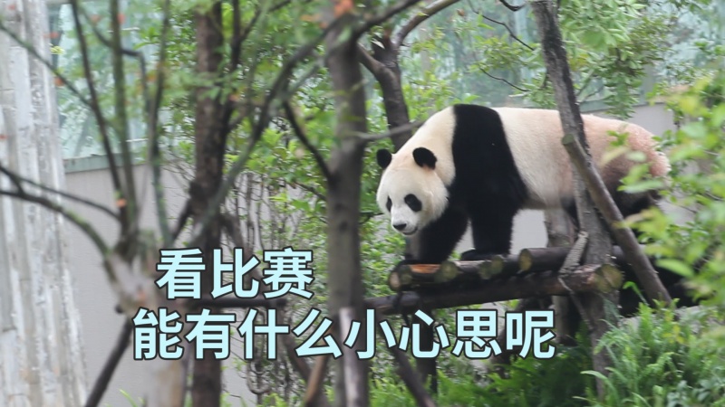 看比賽能有什麼小心思呢