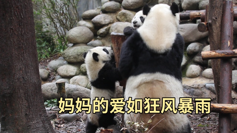 愛如狂風暴雨