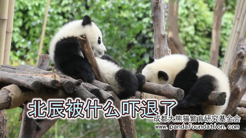 北辰被什麼嚇退了