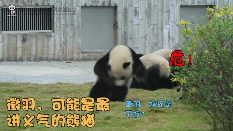 徵羽，可能是最講義氣的熊貓