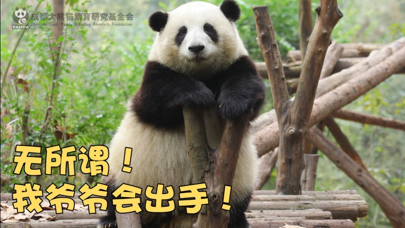 無所謂，我爺爺會出手