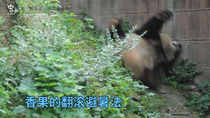 香果的翻滾避暑法