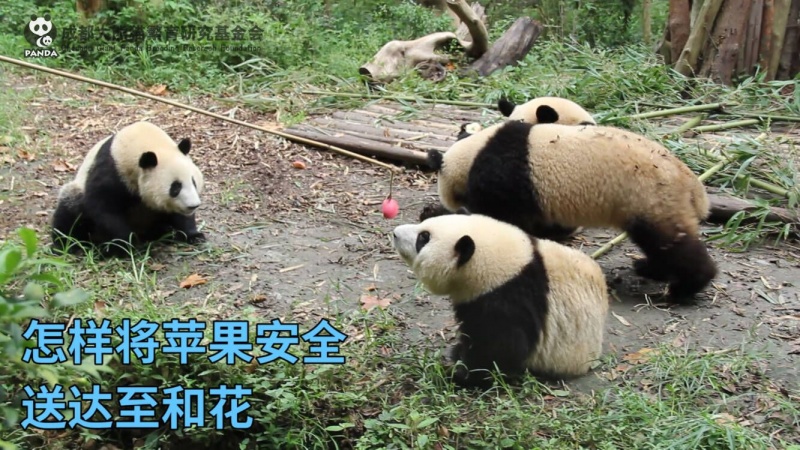 怎樣將蘋果安全送至和花