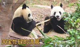 忙碌的清晨