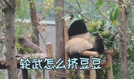 輪武怎麼擠豆豆
